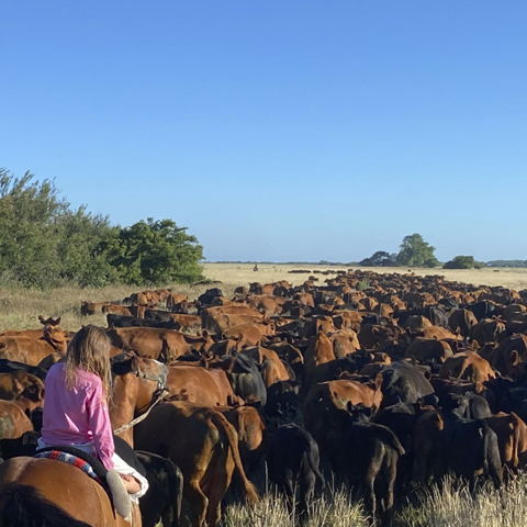 CATTLE RAISING